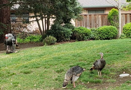 turkeys mating 20200329 06 (30 visits) turkeys mating 20200329 06