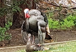 turkeys mating 20200329 08 (24 visits) turkeys mating 20200329 08