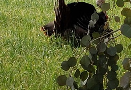 turkeys mating 20200329 11 (27 visits) turkeys mating 20200329 11