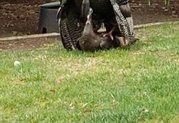 turkeys mating 20200329 13 (24 visits) turkeys mating 20200329 13