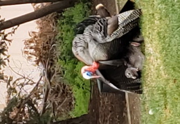 turkeys mating 20200329 video (17 visits) turkeys mating 20200329 video