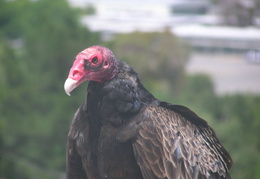 turkey vultures may 2005 03 (6 visits) turkey vultures may 2005 03