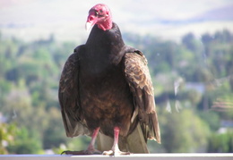 turkey vultures may 2005 15 (5 visits) turkey vultures may 2005 15