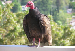 turkey vultures may 2005 21 (8 visits) turkey vultures may 2005 21