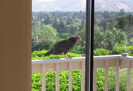 turkey vultures may 2005 23 (4 visits) turkey vultures may 2005 23