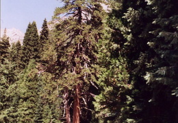 trinity alps backpacking 2003 23 (10 visits) trinity alps backpacking 2003 23