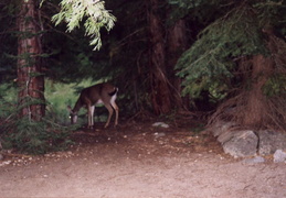 trinity alps backpacking 2003 29 (7 visits) trinity alps backpacking 2003 29