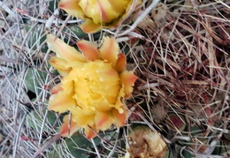 barrel cactus flowers 20200531 01 (20 visits) barrel cactus flowers 20200531 01