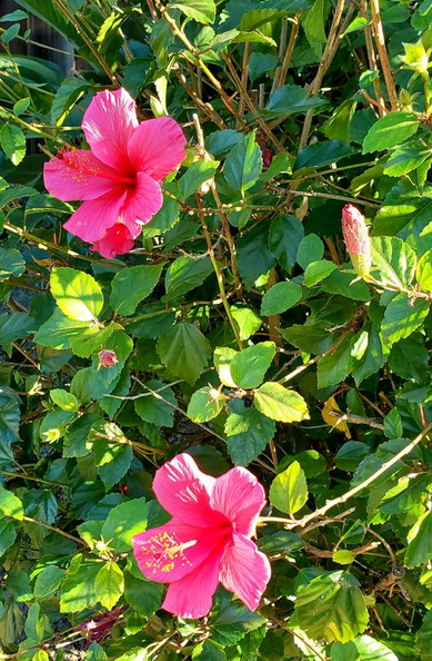 flowers_20191124_134111.jpg