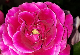 flowers around our home 20190429 (17 visits) flowers around our home 20190429