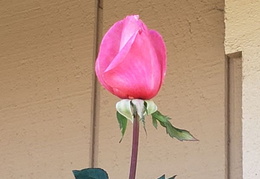 roses 20201203 104643 (15 visits) roses 20201203 104643