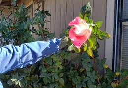 roses 20201207 103710 (22 visits) roses 20201207 103710