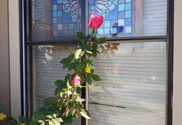 roses 20201208 114605 (13 visits) roses 20201208 114605