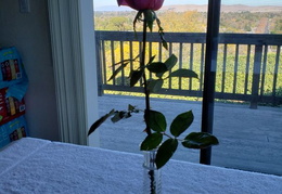 roses 20201208 121539 (22 visits) roses 20201208 121539