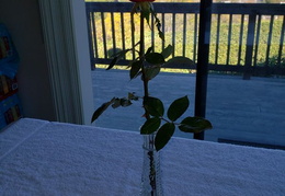 roses 20201208 121613 (18 visits) roses 20201208 121613