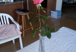 roses 20201208 121715 (11 visits) roses 20201208 121715