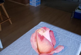 roses 20201208 121732 (13 visits) roses 20201208 121732