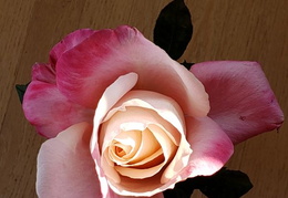 roses 20201209 100742 (20 visits) roses 20201209 100742