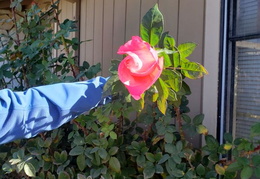 roses december 2020 04 (14 visits) roses december 2020 04
