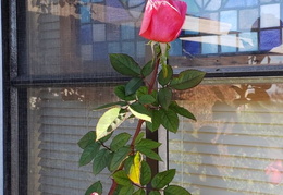 roses december 2020 06 (11 visits) roses december 2020 06