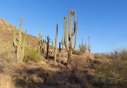 coyote trail at granite mountain 20231231 015