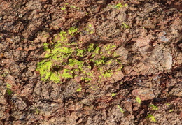 you cant tell a rock by its cover 20240201 33