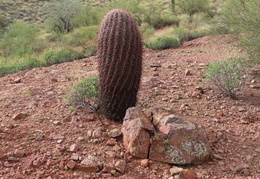 you cant tell a rock by its cover 20240201 45