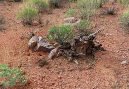 you cant tell a rock by its cover 20240201 46