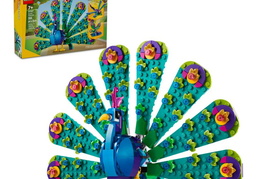 exotic peacock no 31157