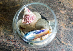 seashells 02 (27 visits) seashells 02