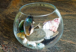 seashells 03 (27 visits) seashells 03