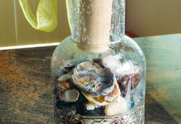 seashells 05 (26 visits) seashells 05
