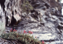crater lake july 1985 028 (12 visits) crater lake july 1985 028