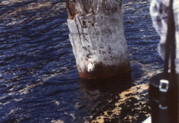 crater lake july 1985 039 (7 visits) crater lake july 1985 039