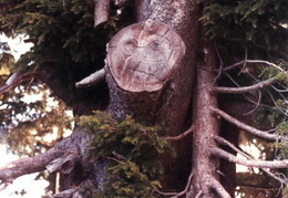 crater lake july 1985 043 (11 visits) crater lake july 1985 043