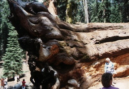 Yosemite_Mariposa_Big_Trees_1988 - display this album Yosemite_Mariposa_Big_Trees_1988