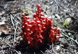Yosemite_Mariposa_Grove_1989 - display this album Yosemite_Mariposa_Grove_1989