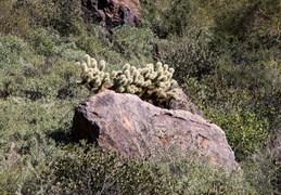 hieroglyphics trail superstition mtns 20220105 032