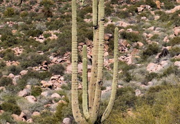 hieroglyphics trail superstition mtns 20220105 037