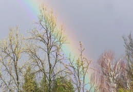 Rainbows - display this album Rainbows